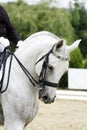 Grey colored dressage horse under saddle with unidentified rider