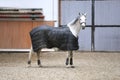 Grey colored purebred saddle horse waiting for riders under blanket in empty riding hall