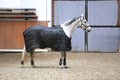 Grey colored purebred saddle horse waiting for riders under blanket in empty riding hall Royalty Free Stock Photo