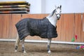 Grey colored purebred saddle horse waiting for riders under blanket in empty riding hall Royalty Free Stock Photo