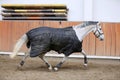 Grey colored purebred saddle horse waiting for riders under blanket in empty riding hall Royalty Free Stock Photo