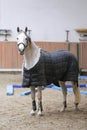 Photo of a young racehorse before training Royalty Free Stock Photo