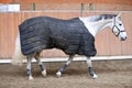 Photo of a young racehorse before training Royalty Free Stock Photo