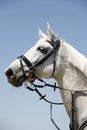 Grey colored sport horse portrait during competition Royalty Free Stock Photo