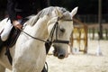 Grey colored stallion canter with rider Royalty Free Stock Photo