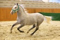 Grey colored youngster lipizzan horse galloping in riding hall Royalty Free Stock Photo