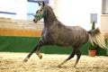 Grey colored youngster lipizzan horse galloping in riding hall Royalty Free Stock Photo