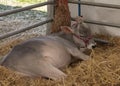 Grey coloured calf lying in some straw