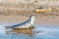 Grey and Common or Harbour Seals Royalty Free Stock Photo