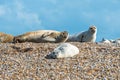 Grey and Common or Harbour Seals Royalty Free Stock Photo