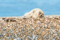Grey and Common or Harbour Seals Royalty Free Stock Photo