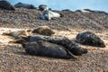 Grey and Common or Harbour Seals Royalty Free Stock Photo