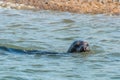 Grey and Common or Harbour Seals Royalty Free Stock Photo