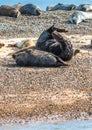 Grey and Common or Harbour Seals Royalty Free Stock Photo