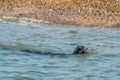 Grey and Common or Harbour Seals Royalty Free Stock Photo