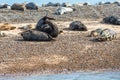 Grey and Common or Harbour Seals Royalty Free Stock Photo