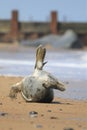 Grey seal on beach and ocean Royalty Free Stock Photo