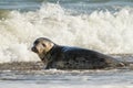 Grey common seal on beach playing in sea Royalty Free Stock Photo