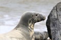 Grey spotty common seal on the beach and rock Royalty Free Stock Photo