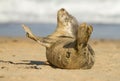 Grey common seal pup cub on sandy beach Royalty Free Stock Photo