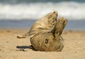 Grey common seal pup cub on sandy beach Royalty Free Stock Photo