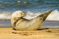 Grey common seal pup cub on sandy beach Royalty Free Stock Photo