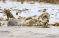 Grey common seal relaxing in sea Royalty Free Stock Photo