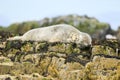 Grey common seal on rocks Royalty Free Stock Photo