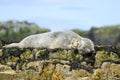 Grey common seal on rocks Royalty Free Stock Photo