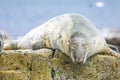 Grey common seal on rocks Royalty Free Stock Photo