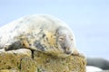 Grey common seal on rocks