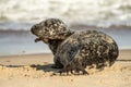 Grey common seal on sandy beach Royalty Free Stock Photo