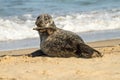 Grey common seal on sandy beach Royalty Free Stock Photo