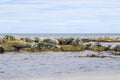 Grey common seals on beach Royalty Free Stock Photo