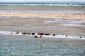 Grey and common seals resting on sand flats of Rif in tidal sea Waddensea, Netherlands Royalty Free Stock Photo