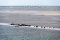 Grey and common seals resting on sand flats of Rif in tidal sea Waddensea, Netherlands Royalty Free Stock Photo