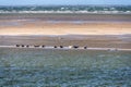 Grey and common seals resting on sand flats of Rif in tidal sea Waddensea, Netherlands Royalty Free Stock Photo