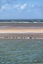 Grey and common seals resting on sand flats of Rif in tidal sea Waddensea, Netherlands Royalty Free Stock Photo