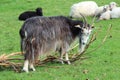 Common west goat in a field Royalty Free Stock Photo