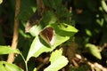 Grey Count Butterfly on a leaf Royalty Free Stock Photo