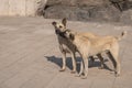 Grey couple stray dogs playing