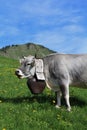 Grey cow with beautiful bell