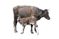 Grey cow with calf isolated on the white