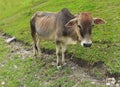 A grey cow with a rope on the neck standing on meadow. Royalty Free Stock Photo