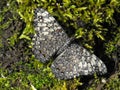Grey Cracker butterfly at rest with open wings Royalty Free Stock Photo