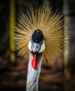 Grey Crested Crane Royalty Free Stock Photo