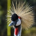 Grey crested Crane Royalty Free Stock Photo