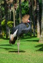 Grey Crested Crane. Royalty Free Stock Photo