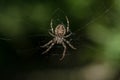 Grey Cross Spider - Larinioides sclopetarius