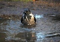 Grey crow Royalty Free Stock Photo